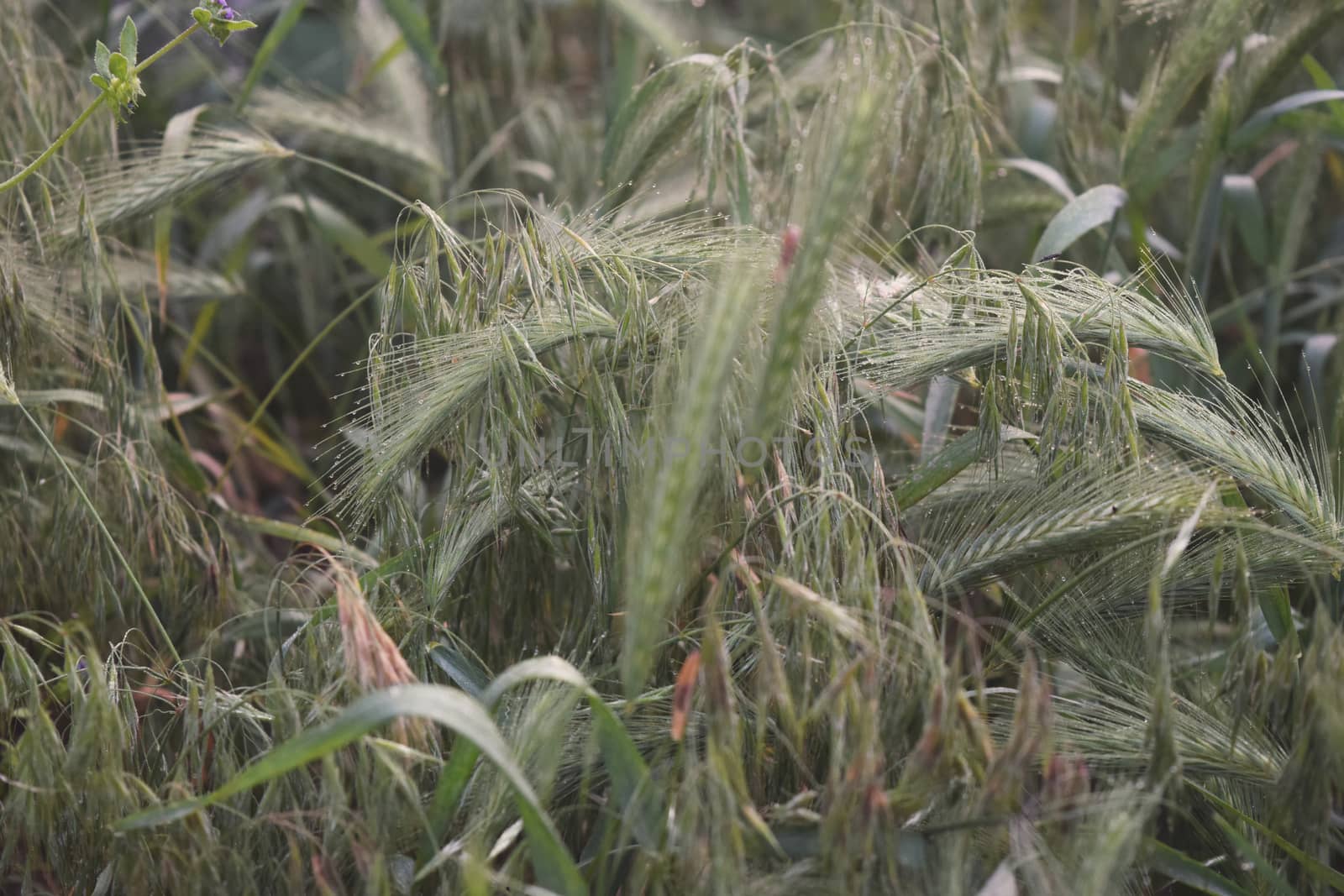 Grass on the field during sunrise. Agricultural landscape in the summer time