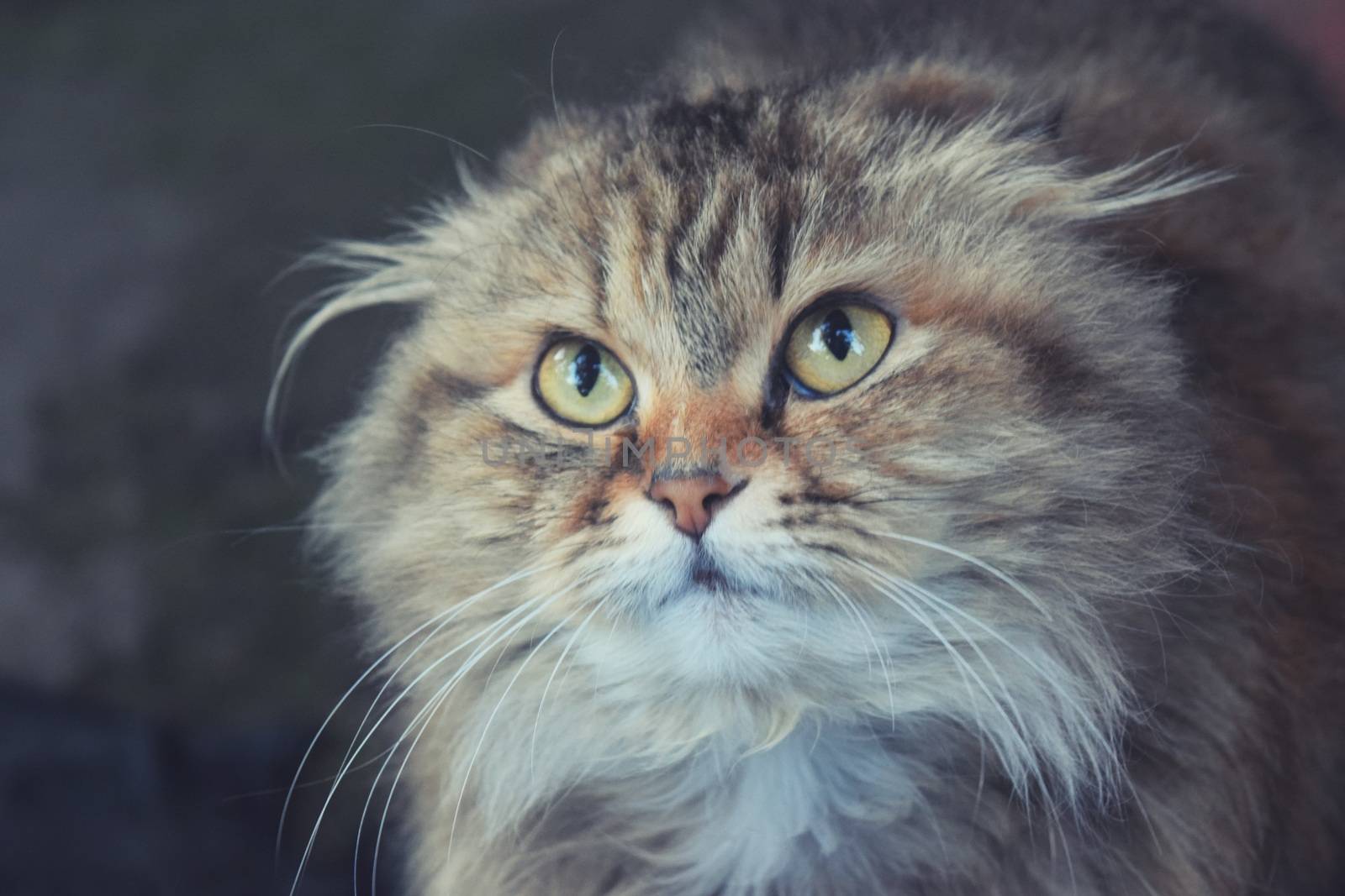 Cute furry cat sitting on a wooden ladder