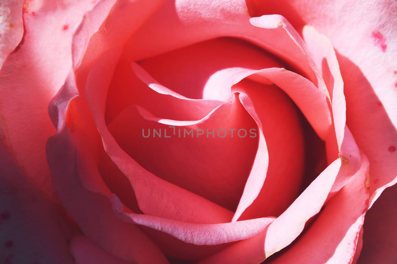 Coral rose flower in roses garden. Top view. Soft focus.