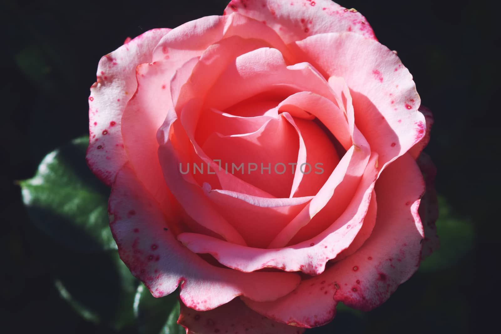 Coral rose flower in roses garden. Top view. by IaroslavBrylov