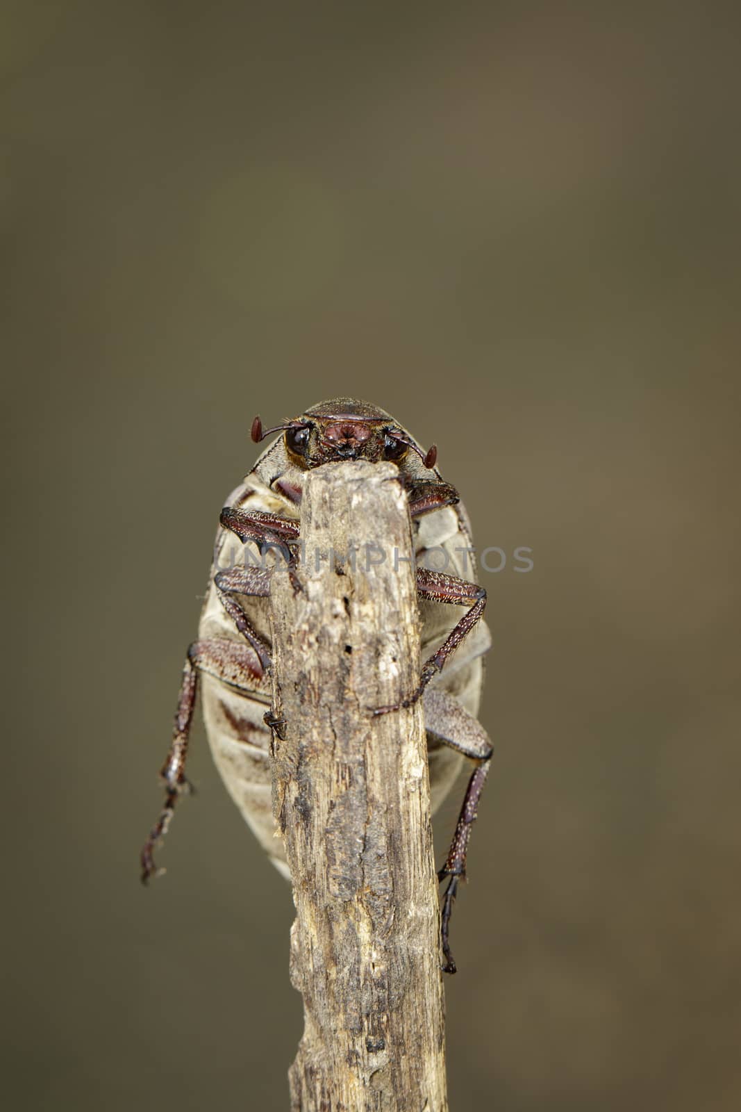 Image of cockchafer (Melolontha melolontha) on a branch on a nat by yod67