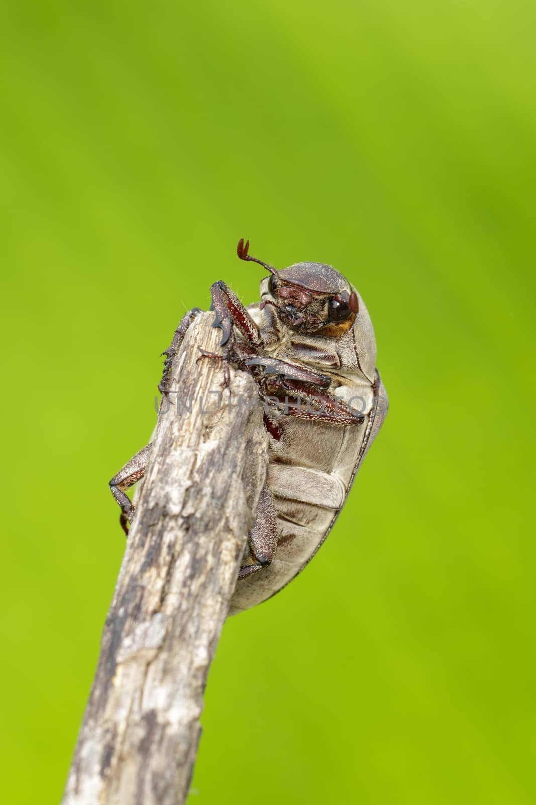 Image of cockchafer (Melolontha melolontha) on a branch on a natural background. Insect. Animals.