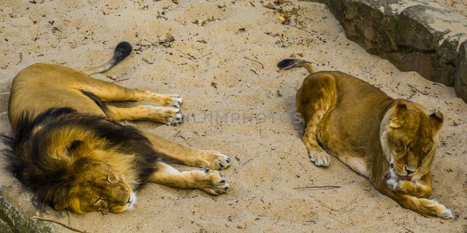 Male and female lion together, Male lion sleeping, lioness licking her paw, vulnerable animal specie from Africa by charlottebleijenberg