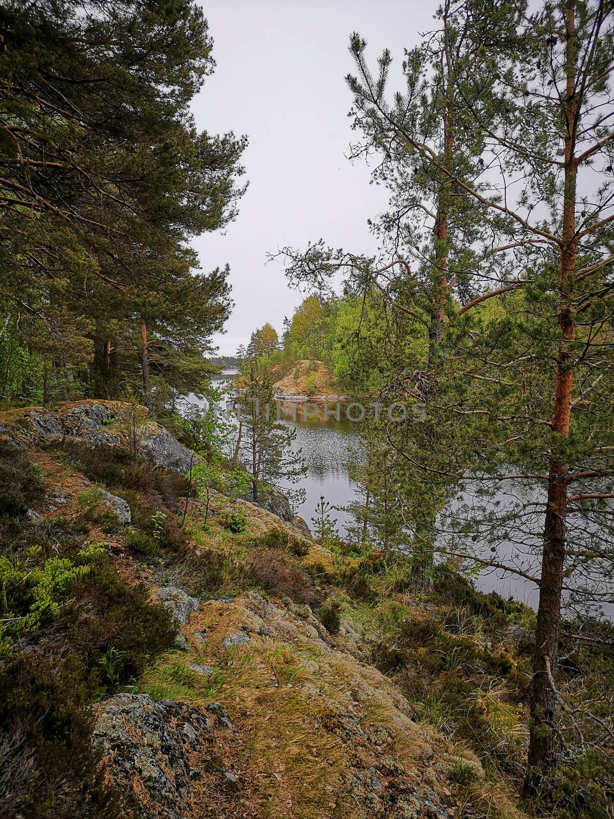 Landscape of lake, stones and pine forest in a rainy day