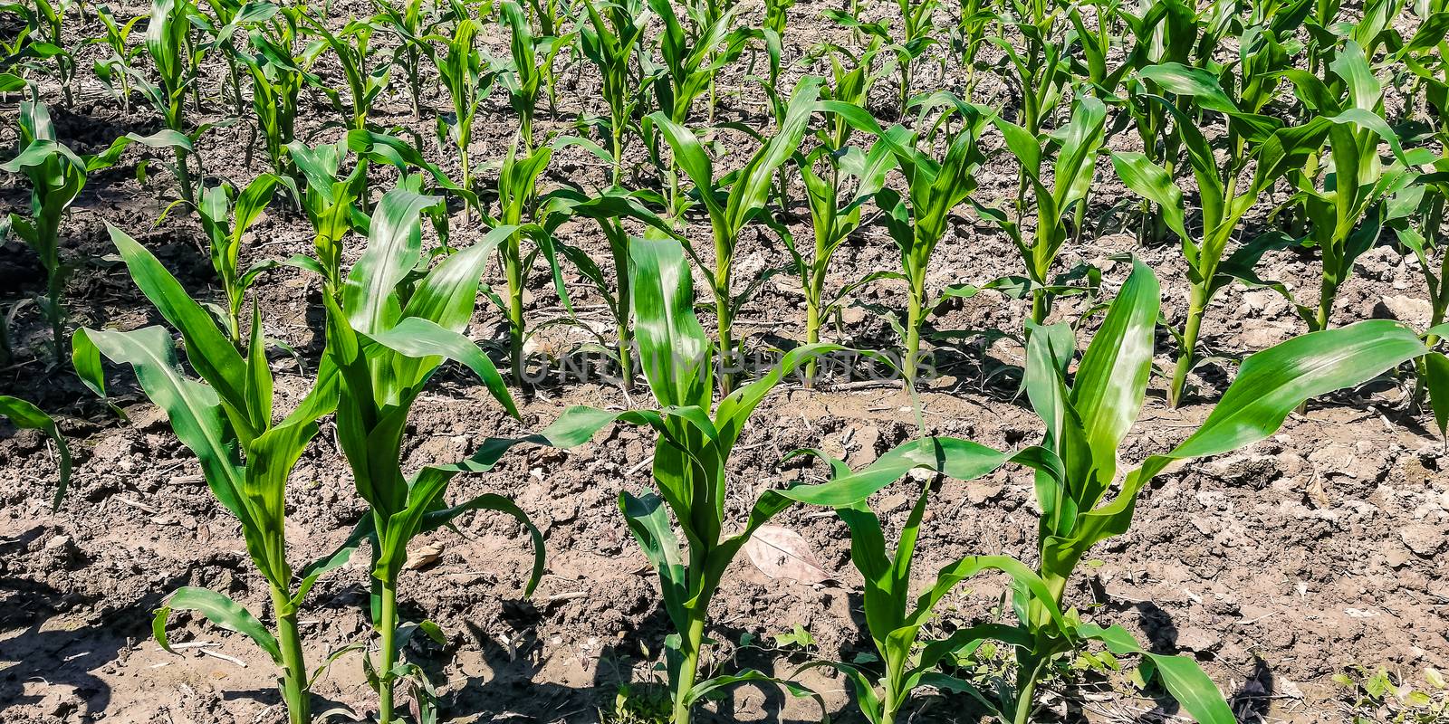 Cornfield during the growing period #3 by pippocarlot