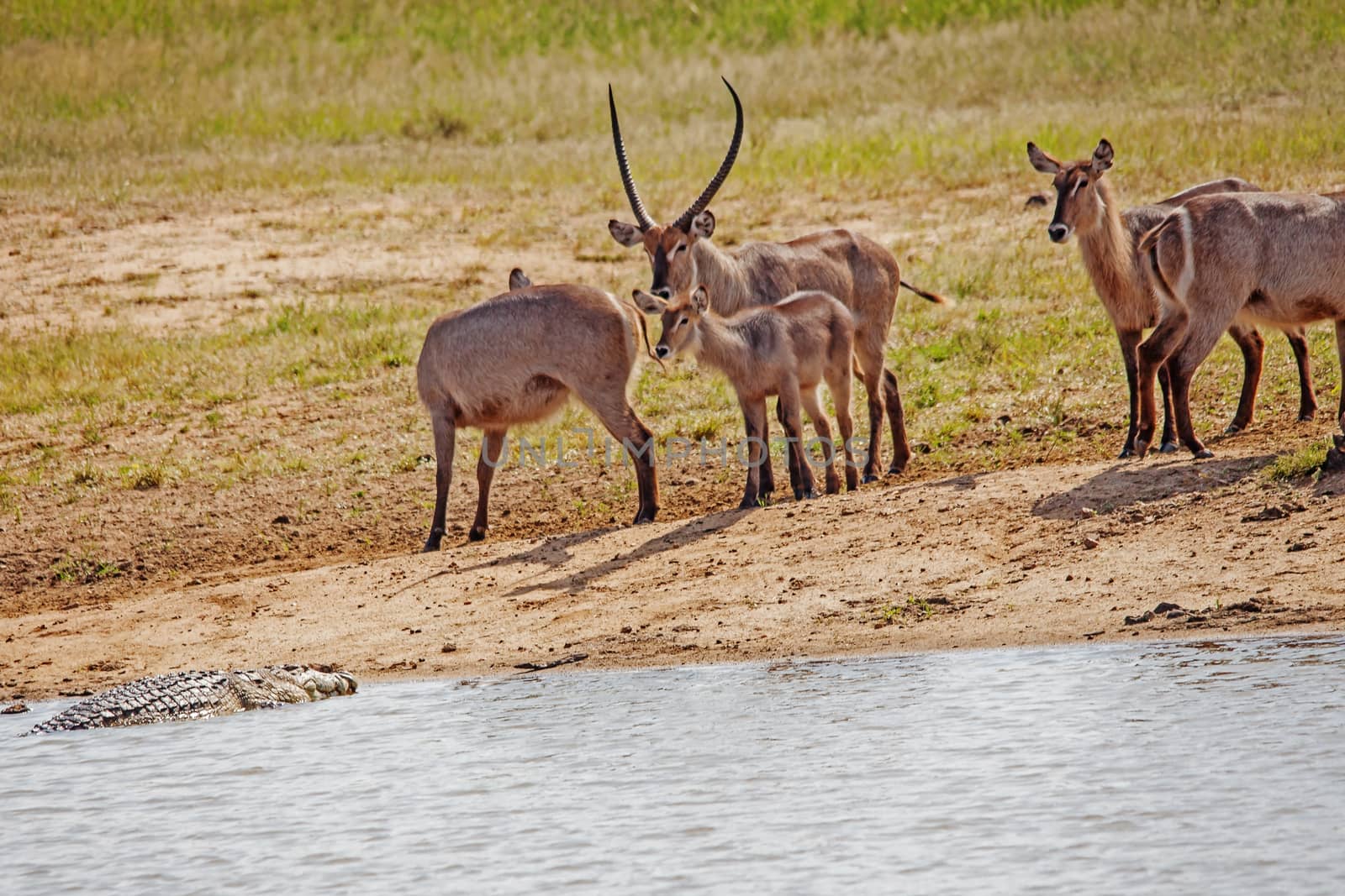 Young Waterbuck (Kobus ellisprymnus) photographed in the Olifants River in Kruger National Park. South Africa