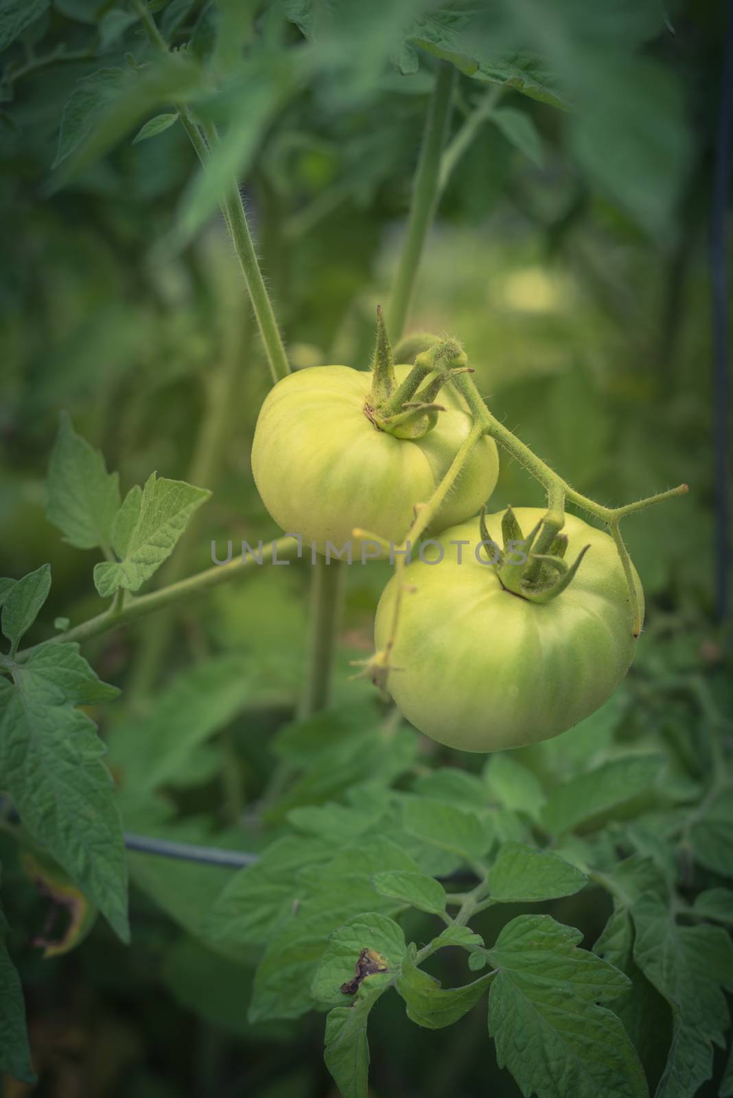 Organic green super fantastic tomato on tree vines by trongnguyen
