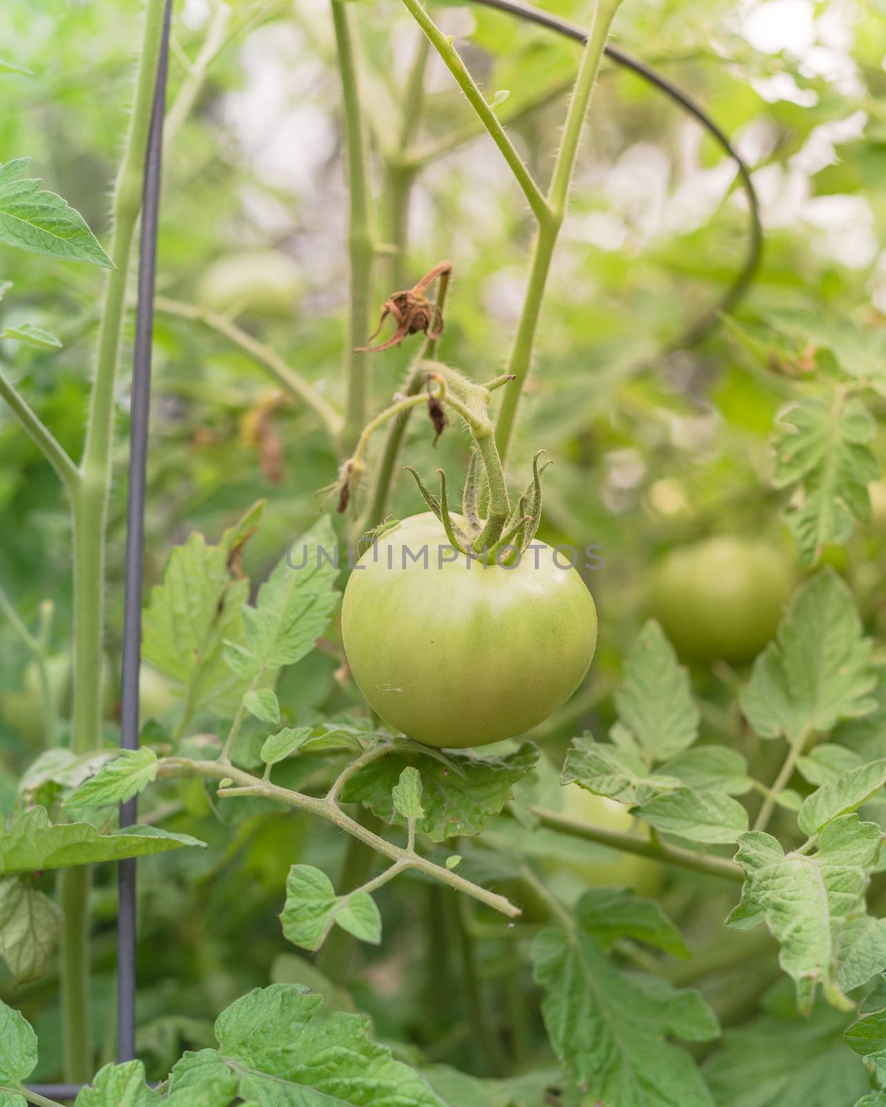 Organic green super fantastic tomato on tree vines by trongnguyen