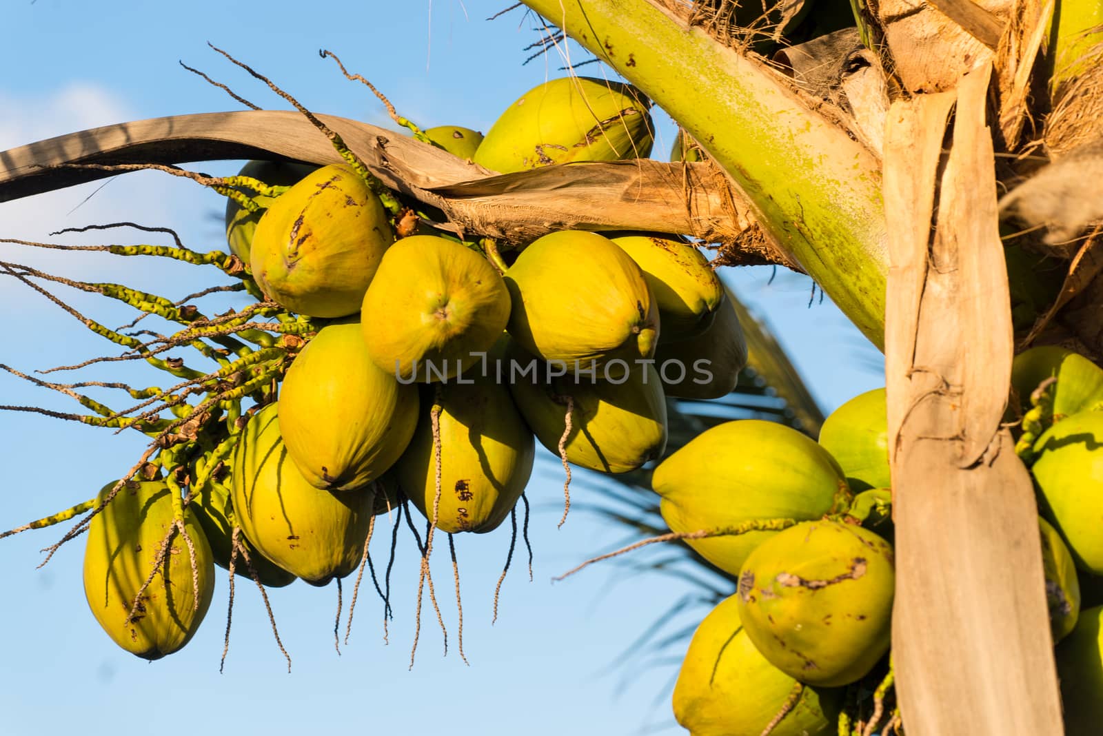 Coconut Cluster on Coconut Palm Tree by viscorp