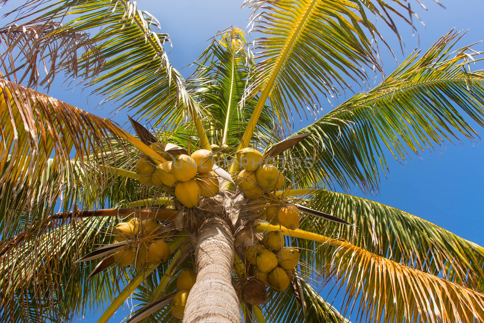 Coconut Cluster on Coconut Palm Tree by viscorp