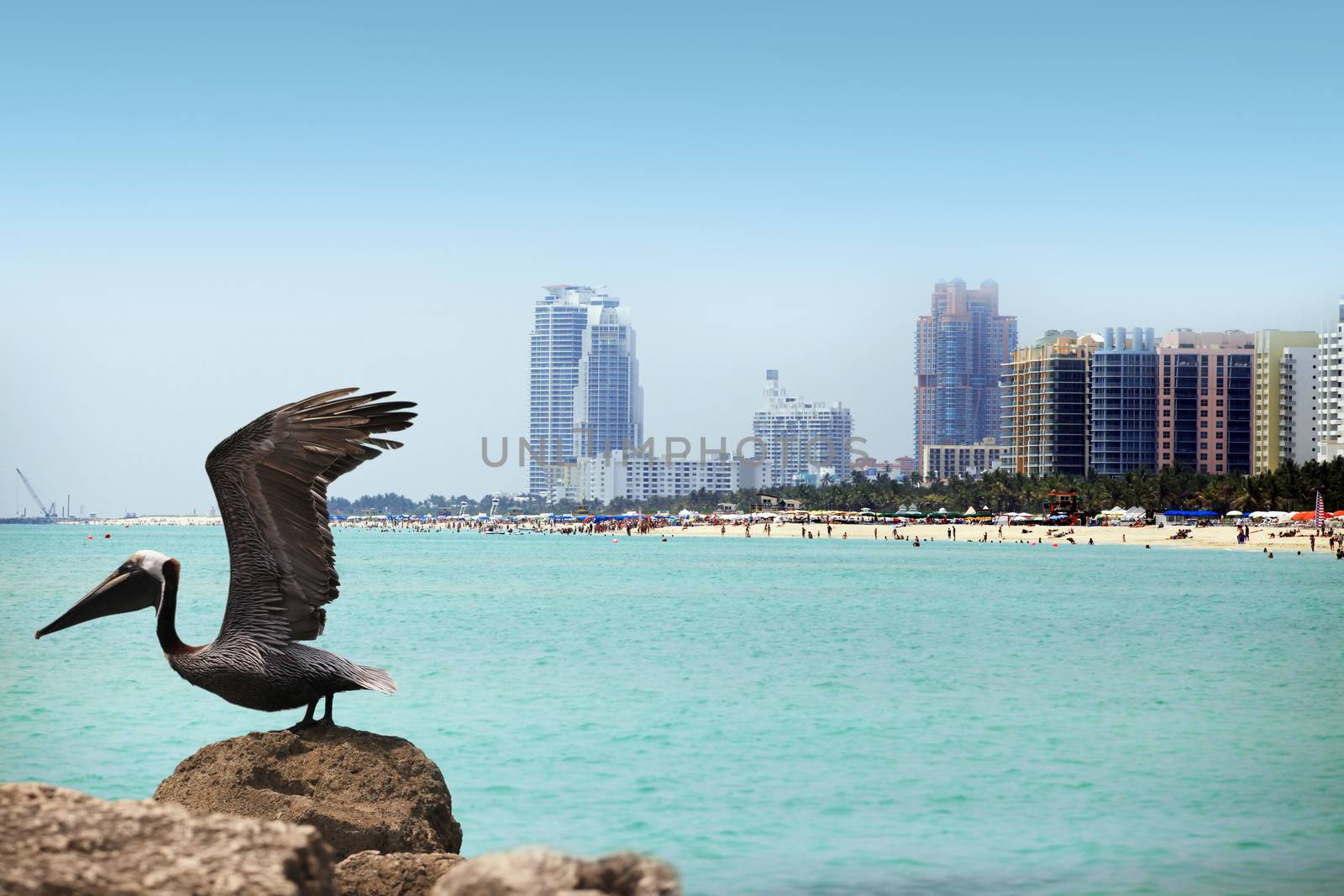 Pelican on the background of the South Beach in Miami