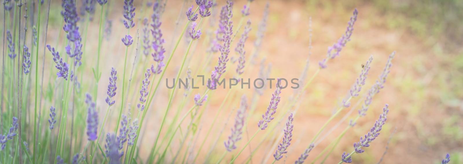 Panorama view close-up view full blossom lavender bush at organic farm near Dallas, Texas, USA