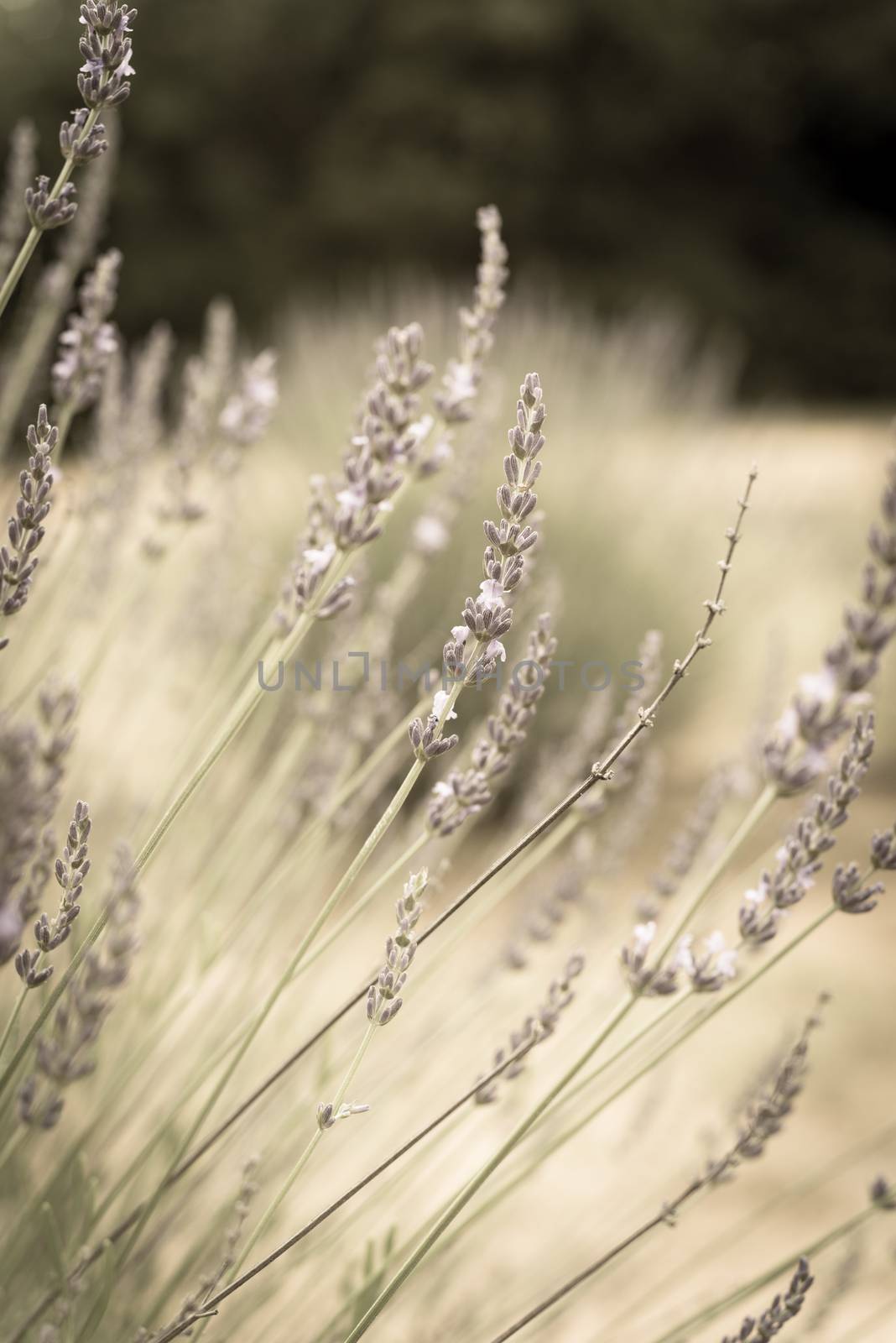 Filtered image full blossom lavender bush at organic farm near Dallas, Texas, USA by trongnguyen