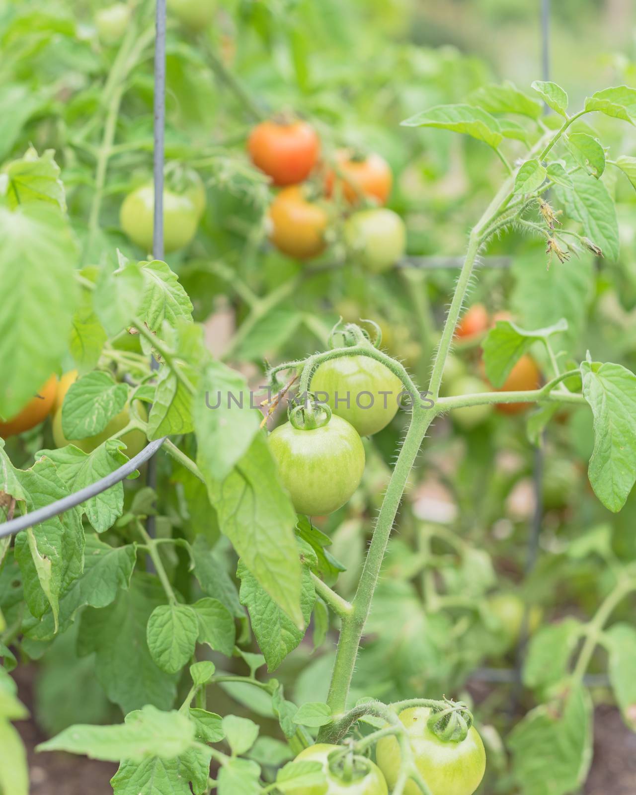 Red Racer or cocktail size tomato growing on tree vines at patch garden in Texas, America. Organic uniform in size and mature as a cluster of fruits with galvanized wire round structure