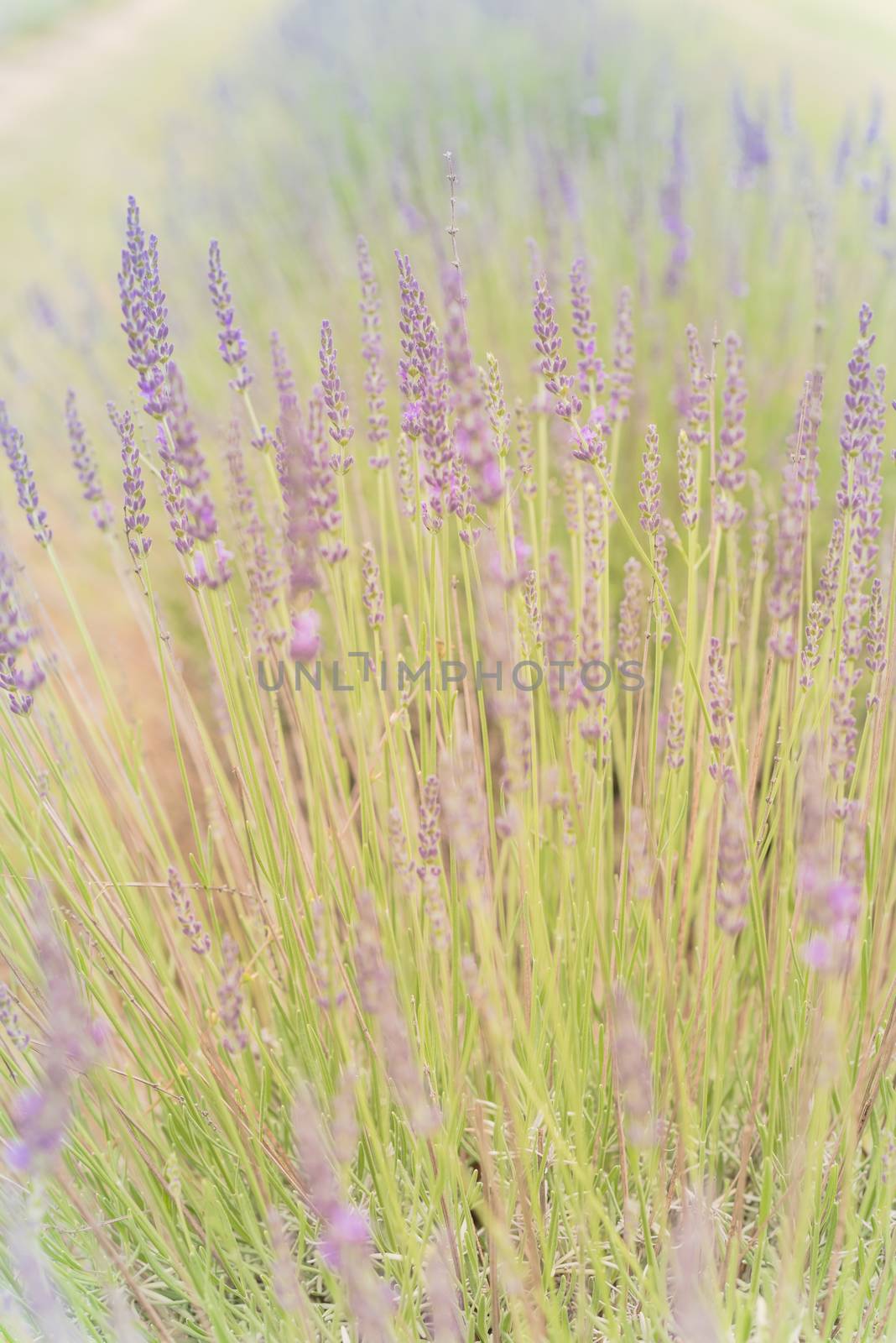 Full blossom lavender bush at organic farm near Dallas, Texas, USA with warm sunset light. Close-up view blooming lavender flower