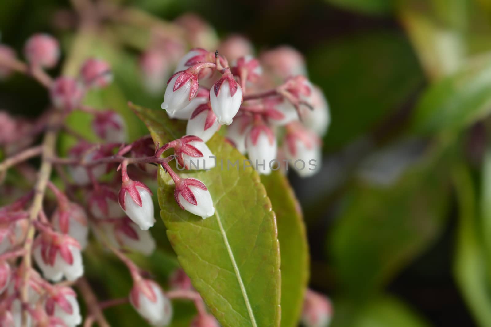 Japanese pieris Dorothy Wyckoff - Latin name - Pieris japonica Dorothy Wyckoff