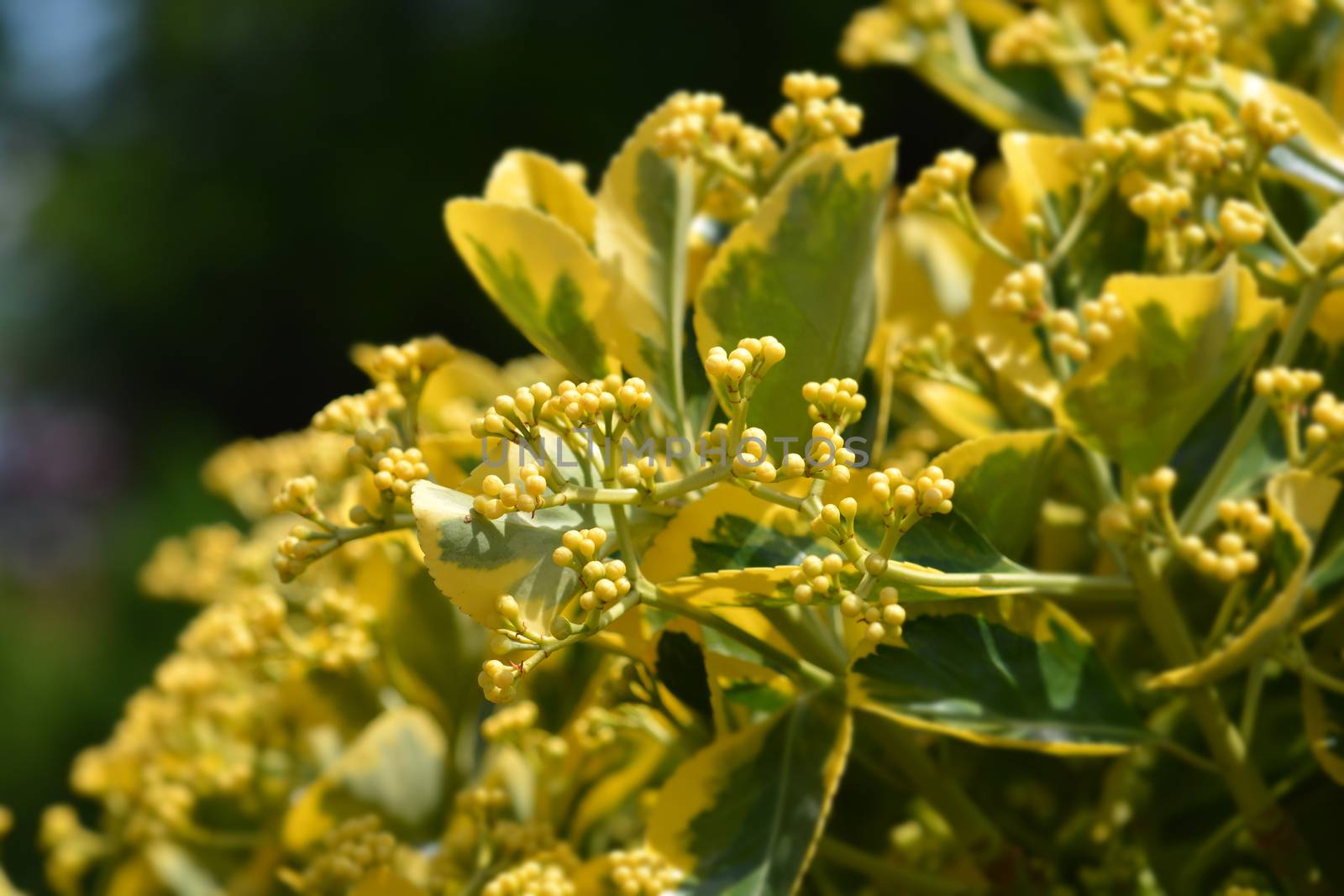 Japanes spindle Marieke - Latin name - Euonymus japonicus Marieke