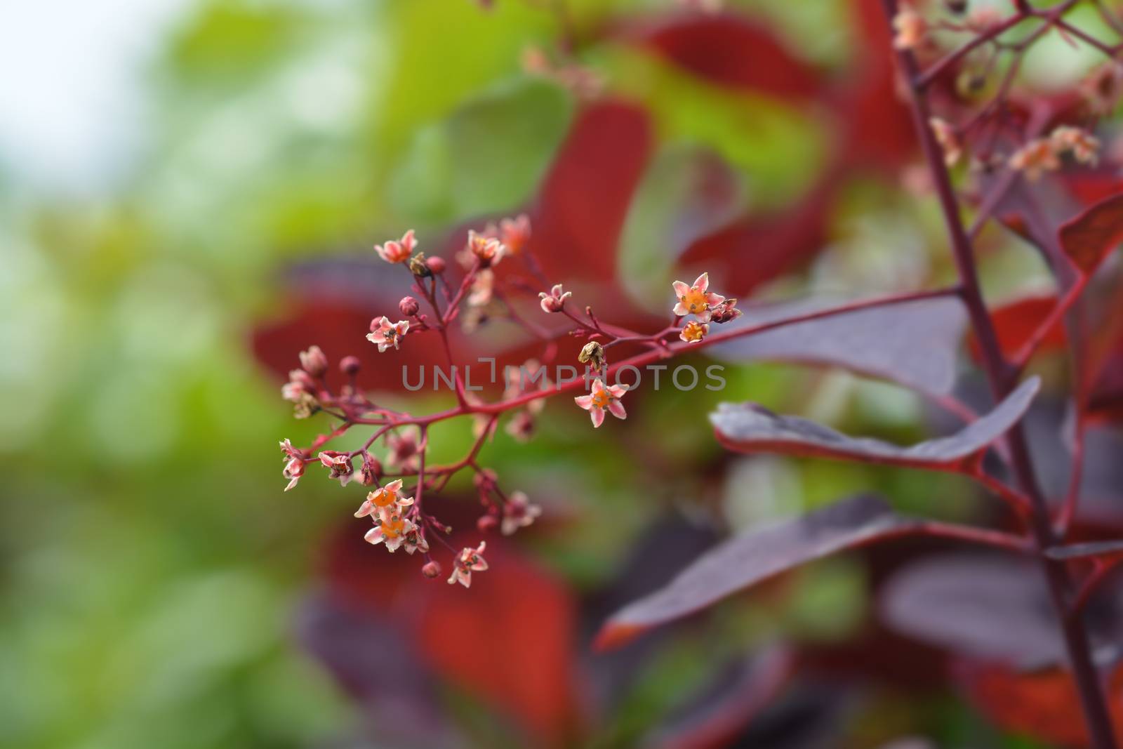 Smoke tree Royal Purple - Latin name - Cotinus coggygria Royal Purple