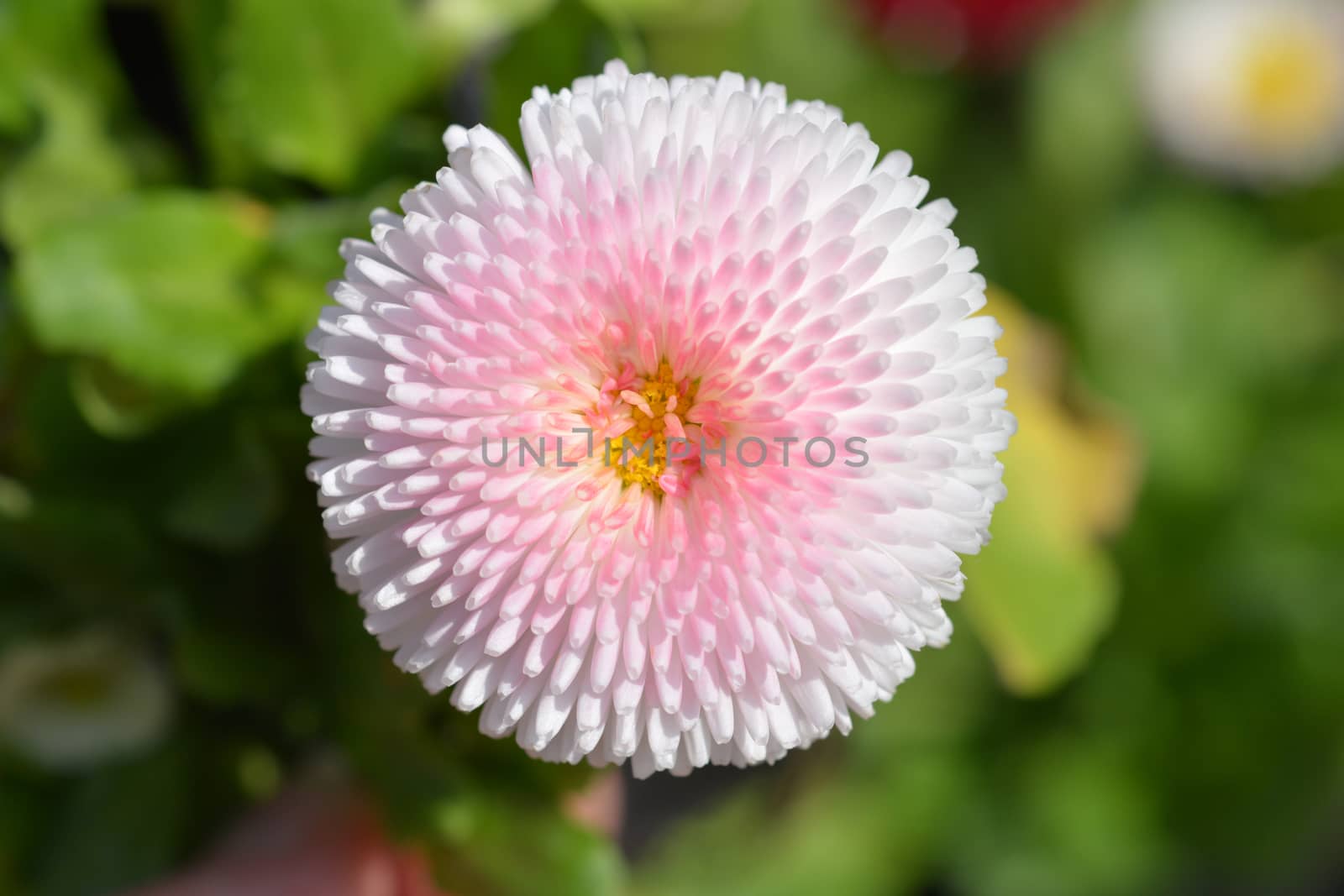 English daisy cultivar - Latin name - Bellis perennis