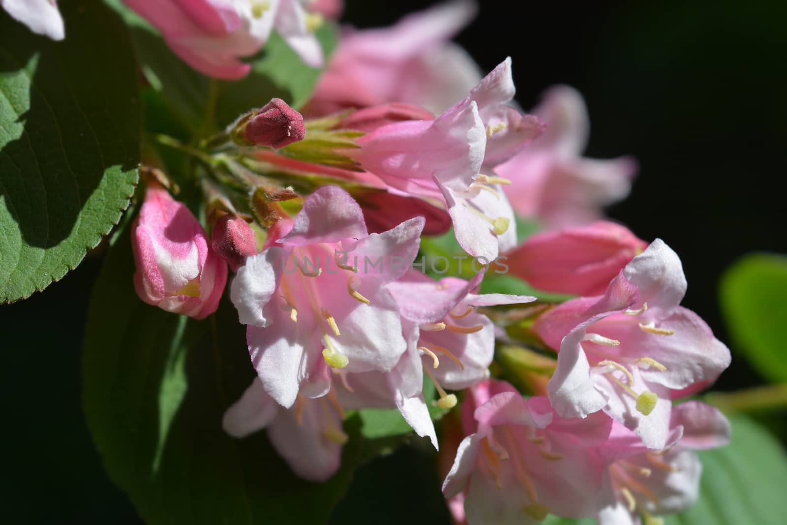 Japanese weigela pale pink flowers - Latin name - Weigela japonica var. sinica