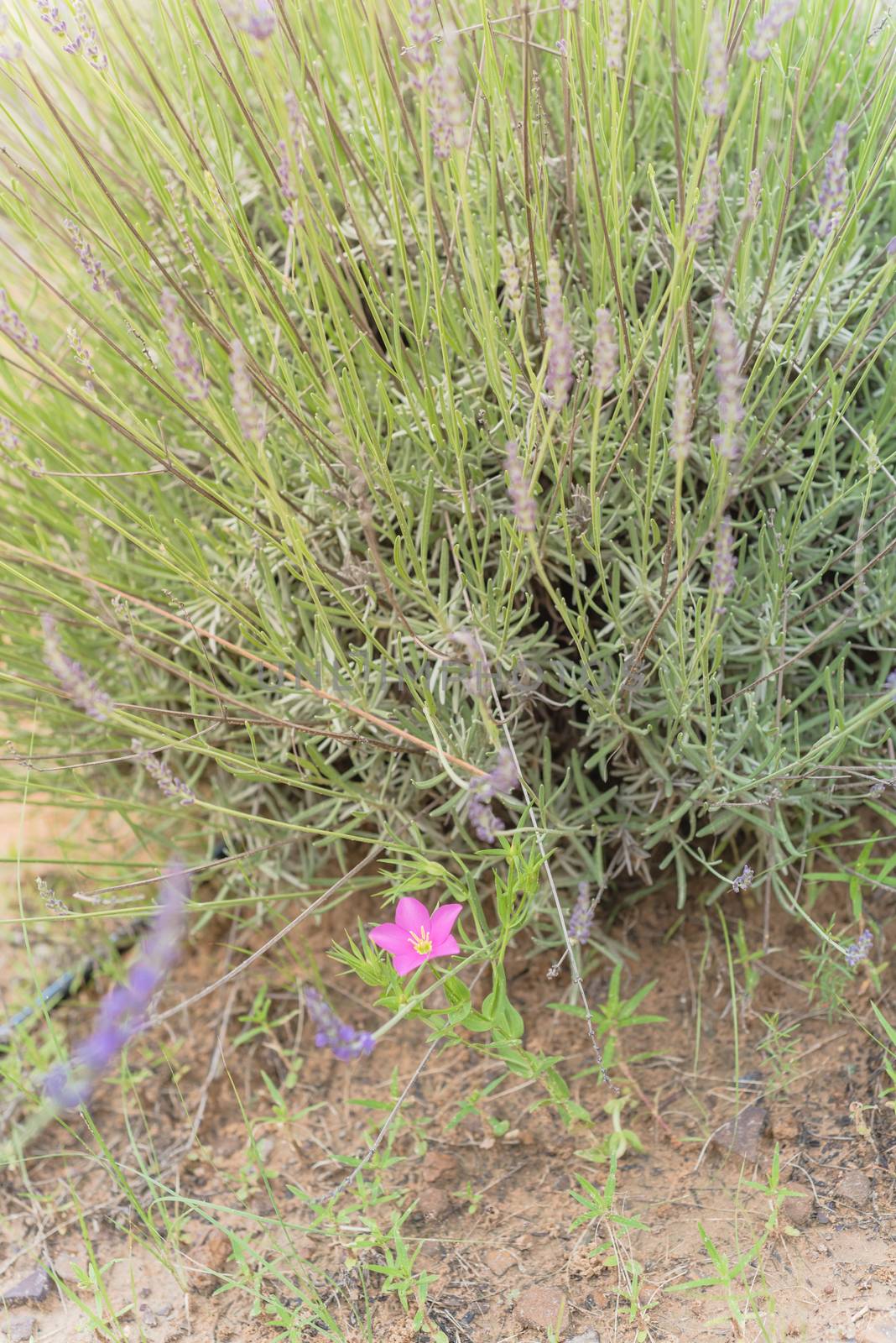 Wild flower and lavender bush at organic farm near Dallas, Texas, USA with warm sunset light. Close-up view blooming lavender flower