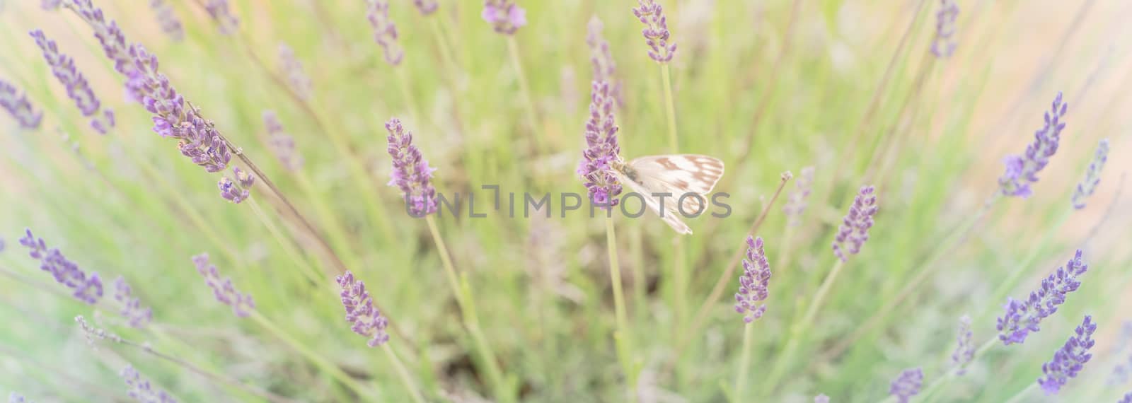 Panorama view close-up white butterfly on full bloom lavender bush at local farm in Gainesville, Texas, USA. Blossom lavender season