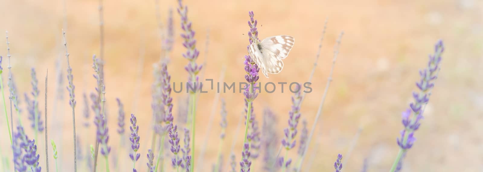 Panorama view close-up white butterfly on full bloom lavender bush at local farm in Gainesville, Texas, USA. Blossom lavender season