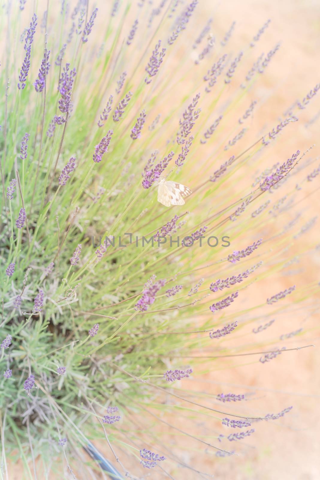 Butterfly on blossom lavender bush at local farm in Texas, America by trongnguyen