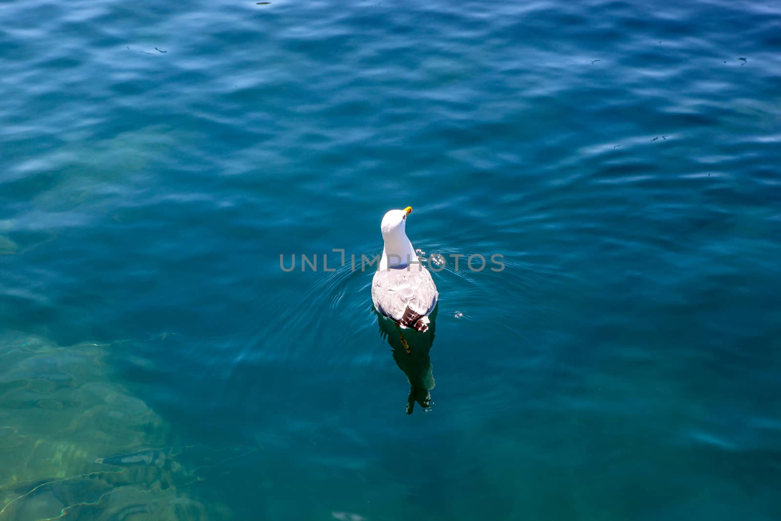Lone Seagull Swims In The Black Sea
