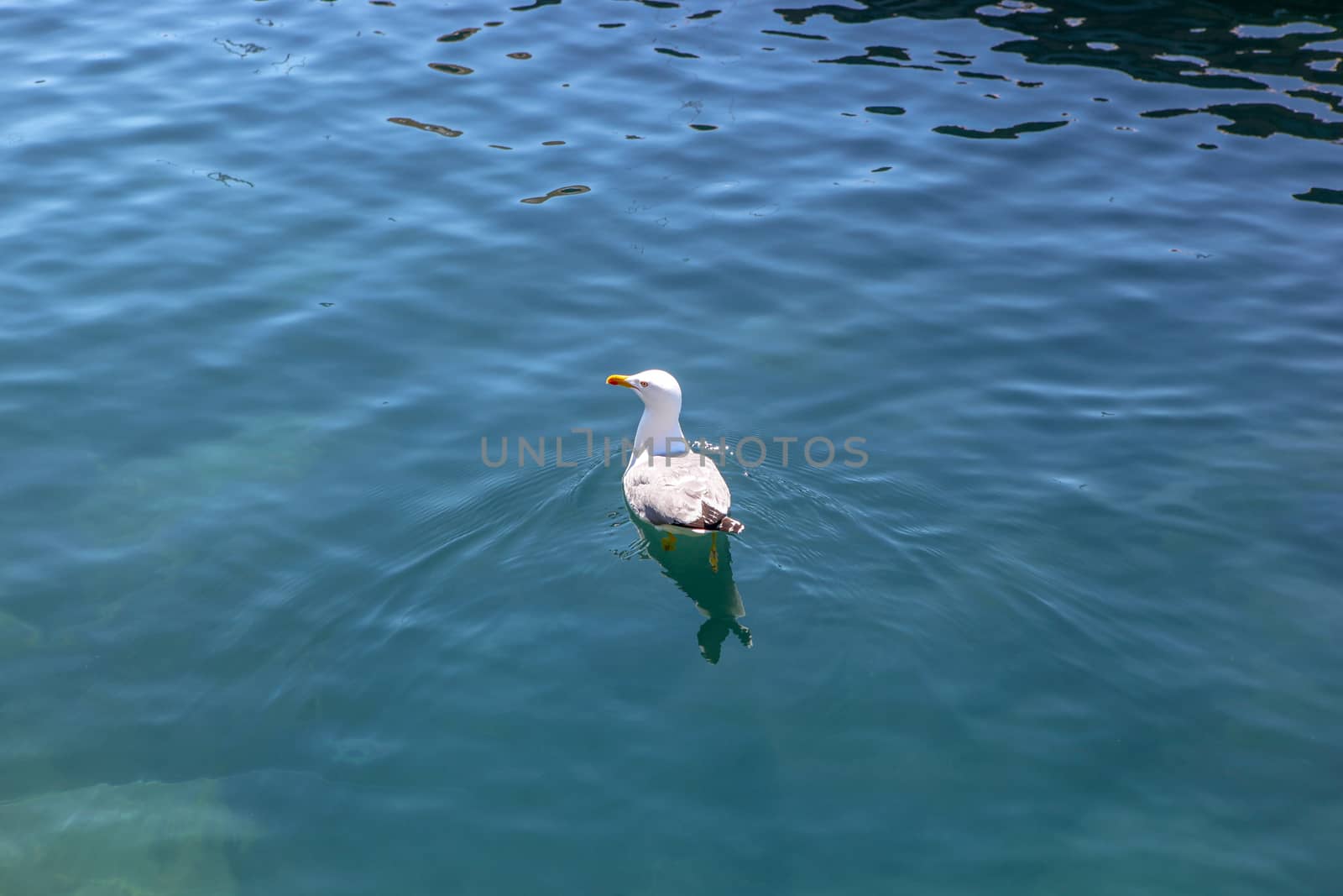 Lone Seagull Swims In The Black Sea by nenovbrothers