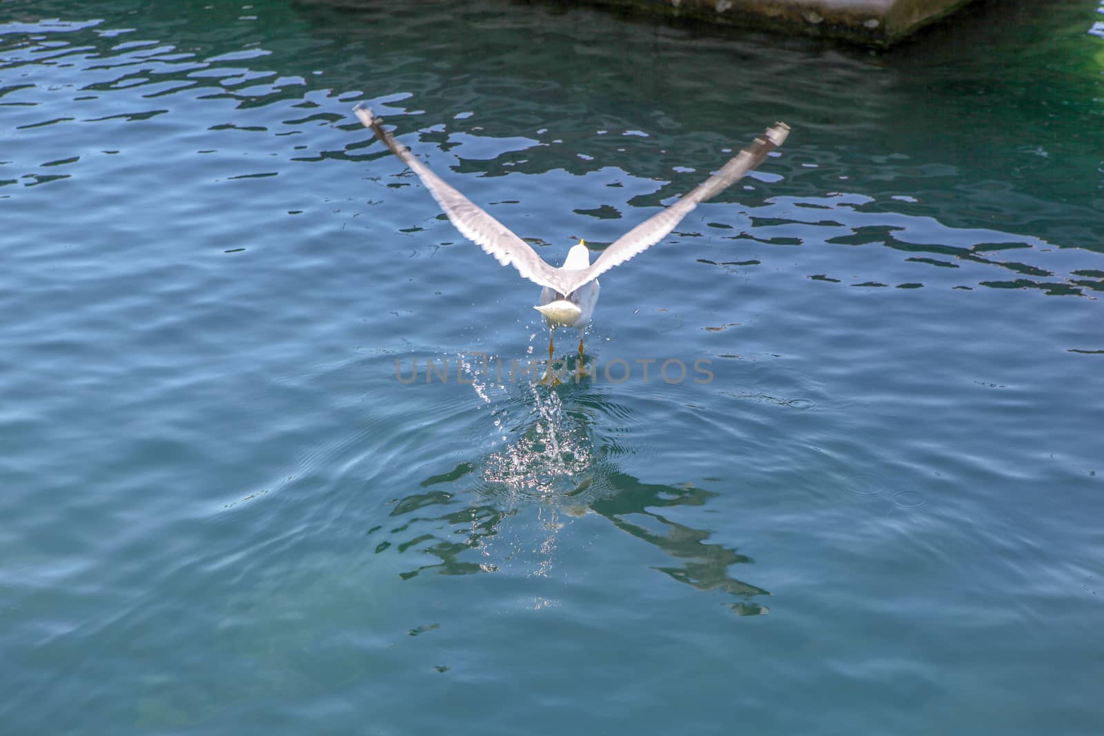 Lone Seagull Swims In The Black Sea