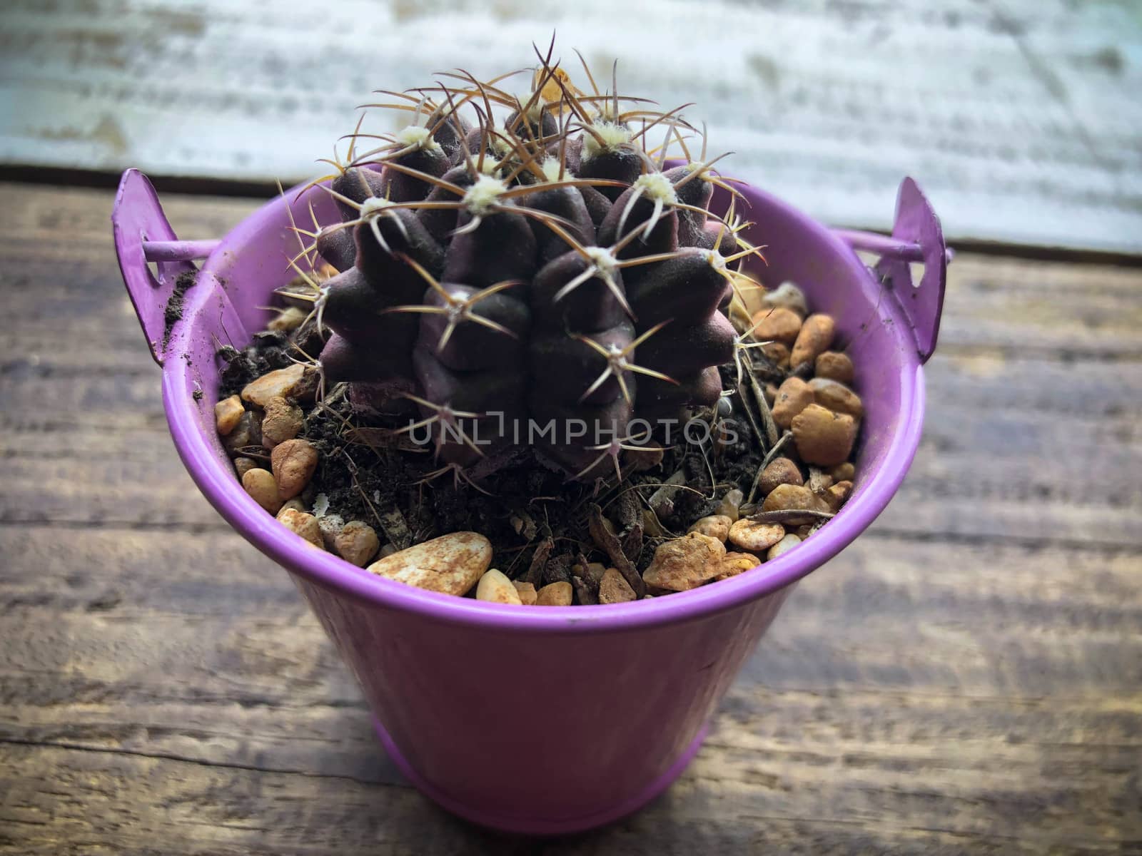 beautiful cactus small plant in pots by N_u_T