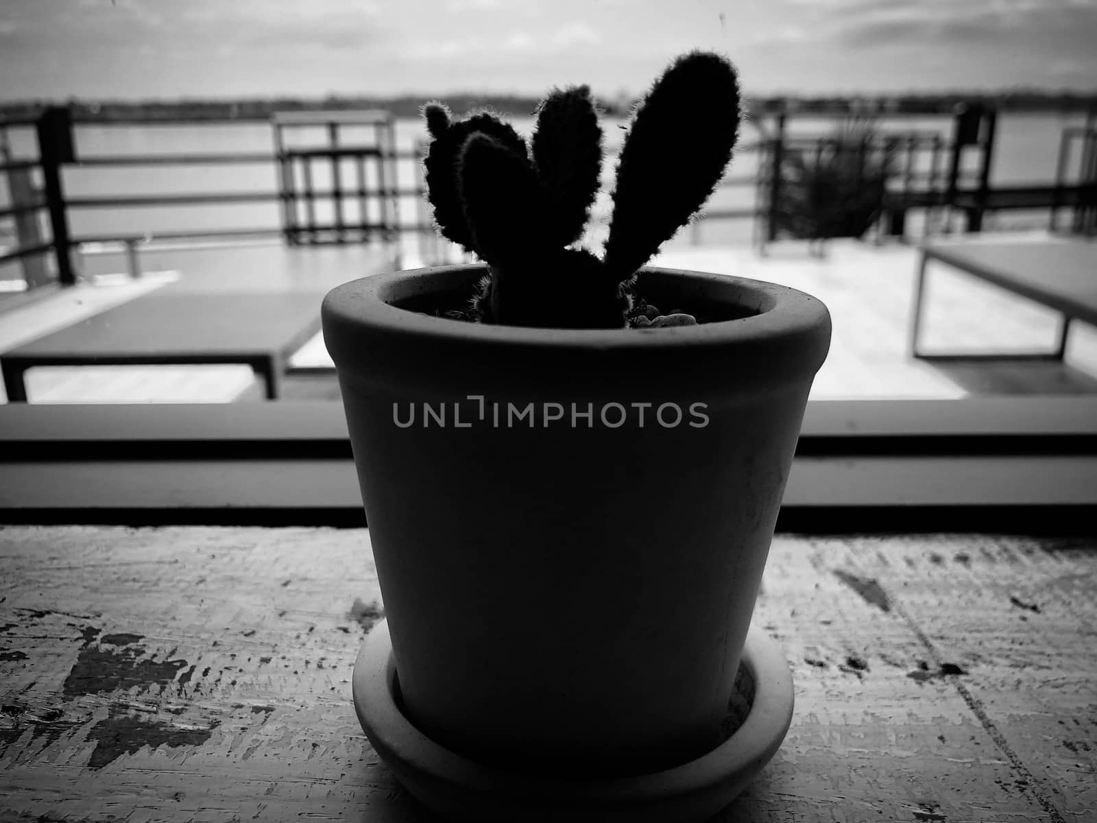 beautiful cactus small plant in pots
