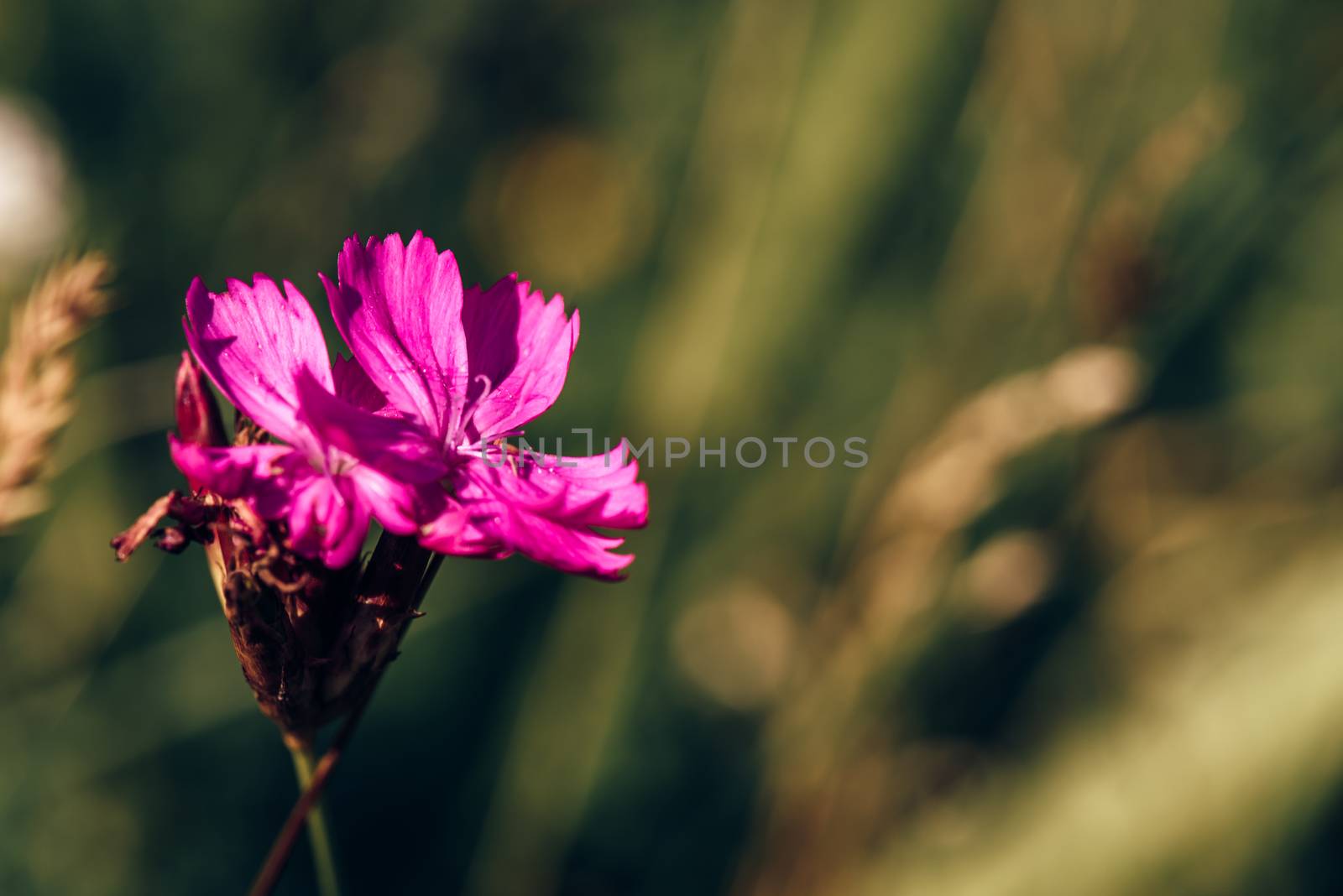 Beautiful Purple Forest Flower on Blurred Background with Cpoy Space.