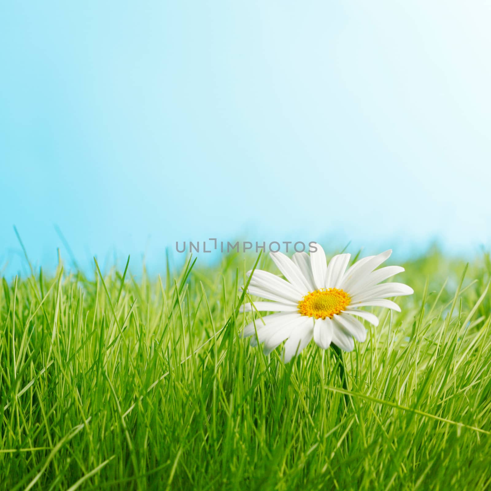 One daisy on green grass feild under blue sky