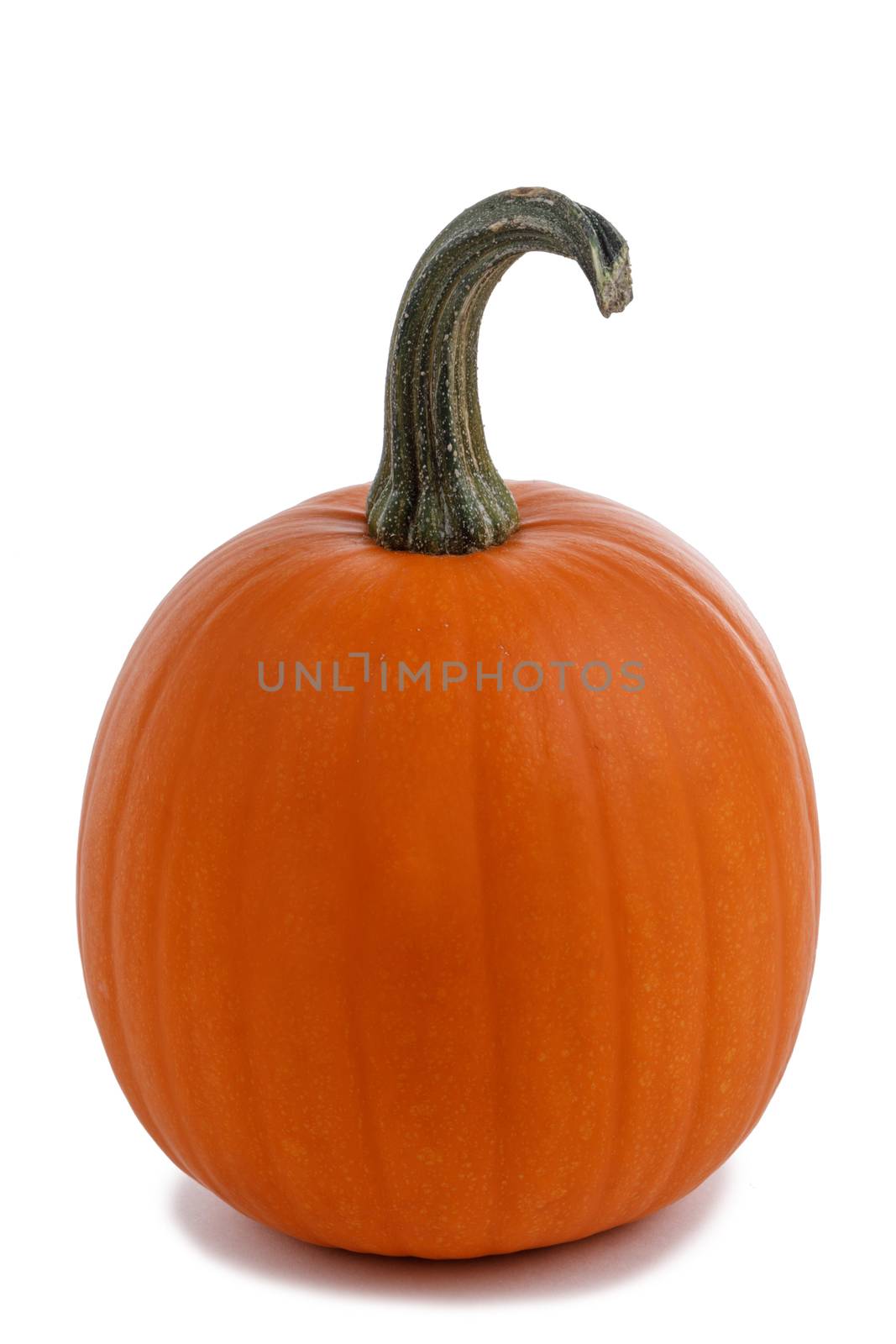 One perfect orange pumpkin isolated on white background , Halloween concept