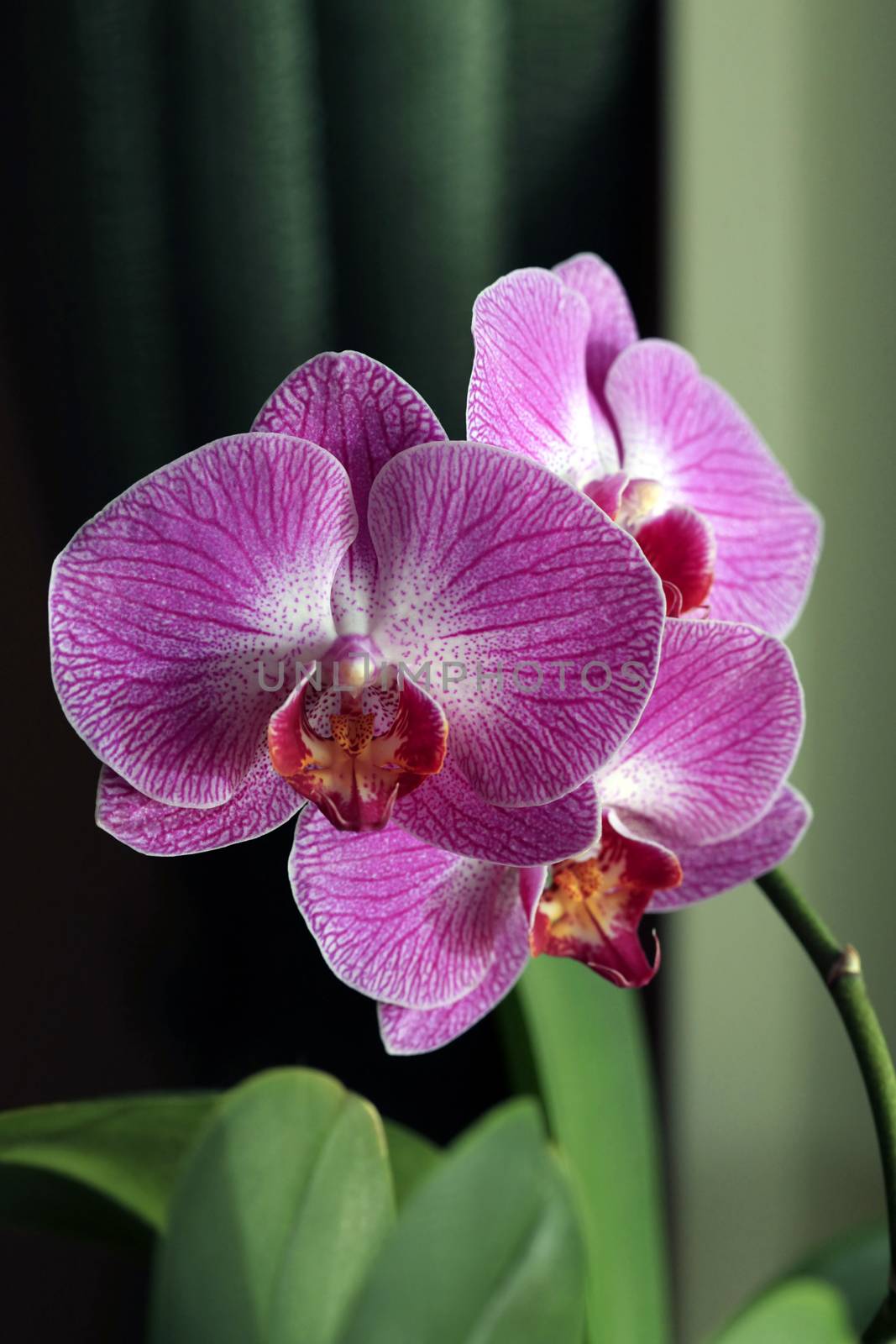 Beautiful purple orchid flower isolated on green