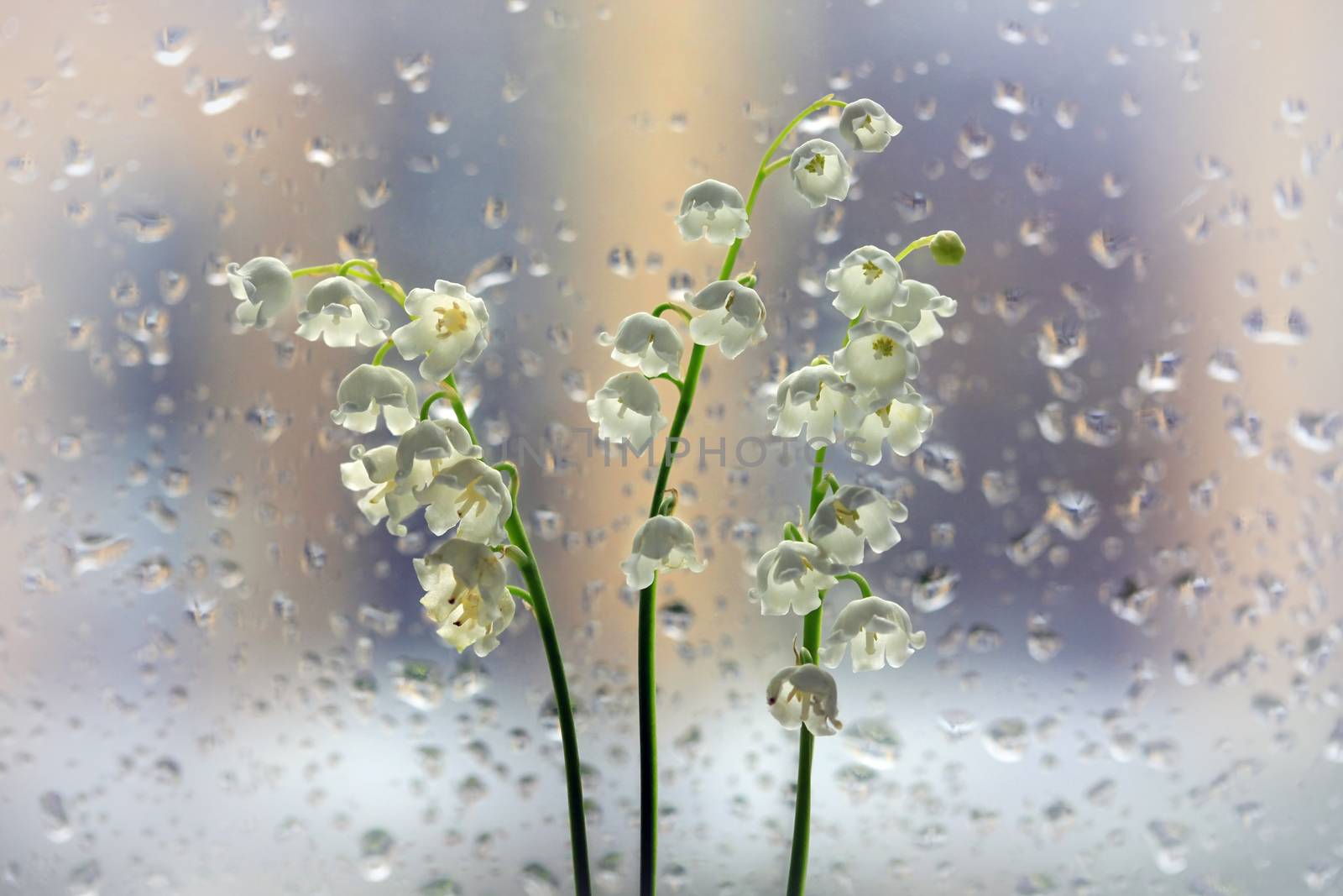 A bouquet of lilies of the valley on the background of a window with raindrops