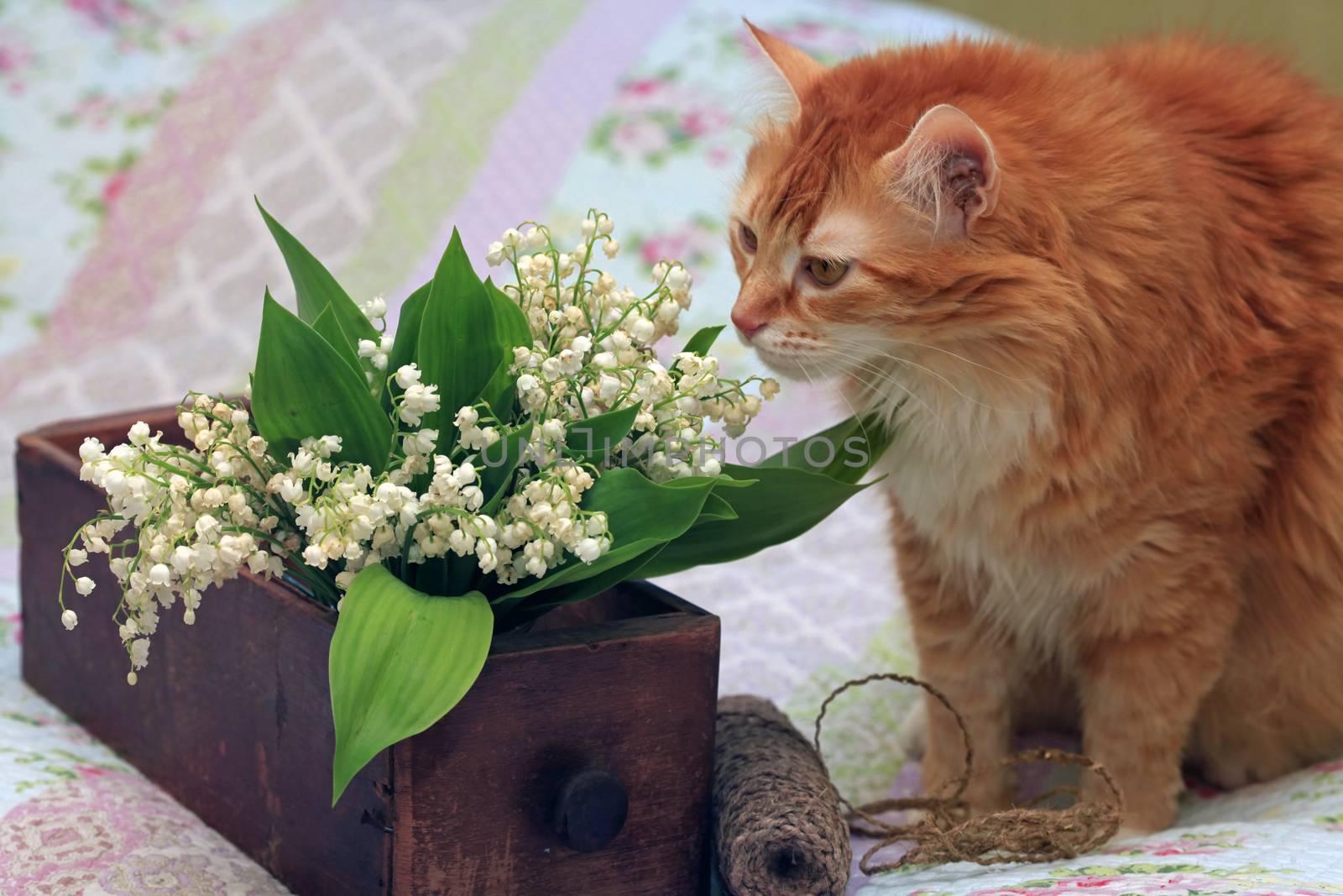 Portrait of a young red-haired cat with flowers
