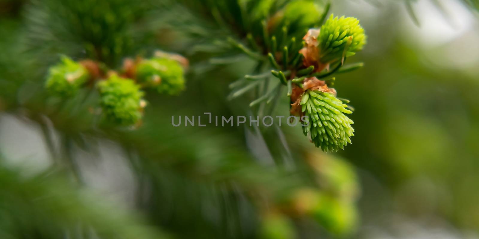 Sprig of spruce with fresh spring growth of needles - a beautiful green natural background.