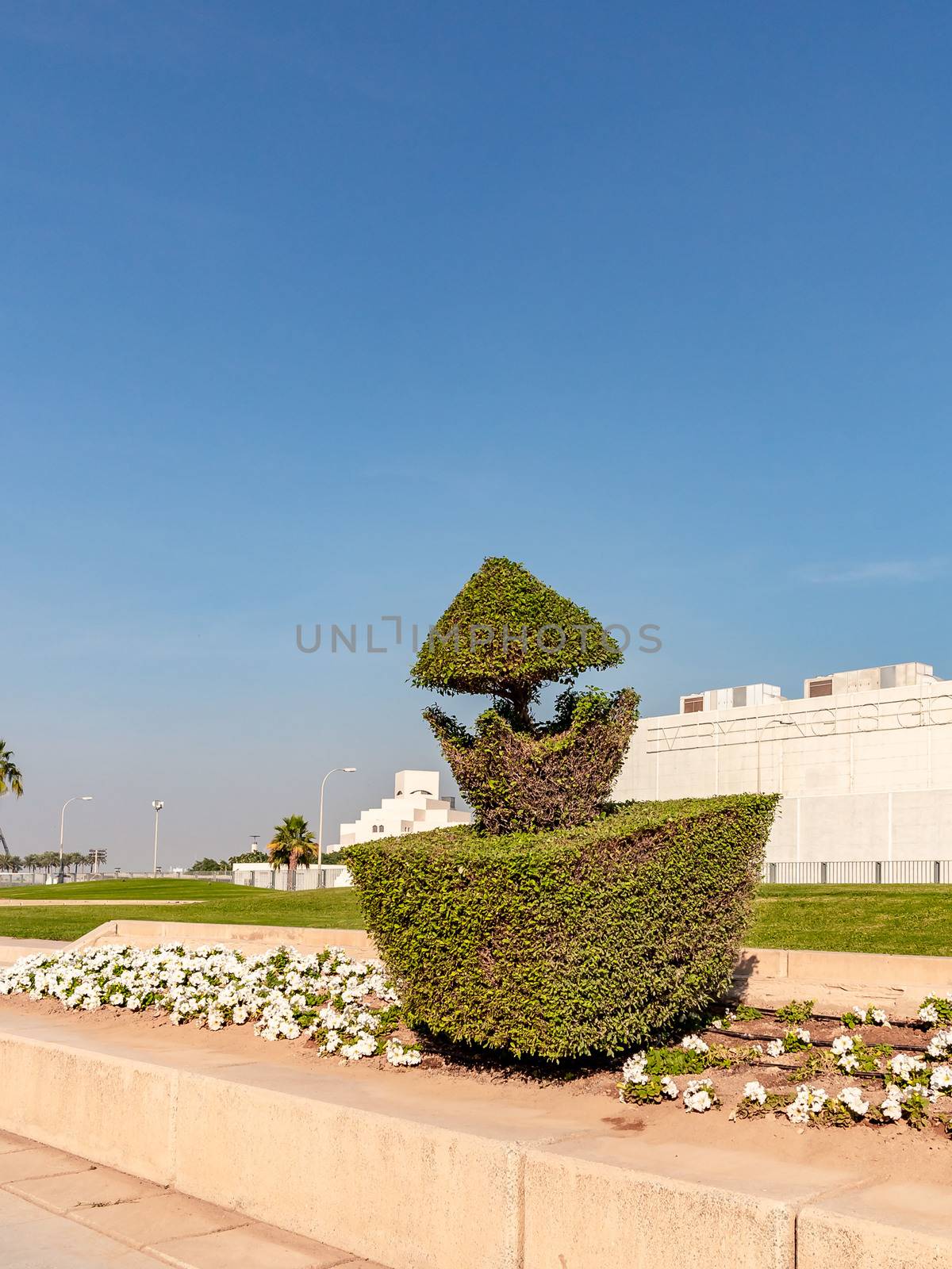 Shaped trimmed bush in the Doha, the capital of Qatar by galsand
