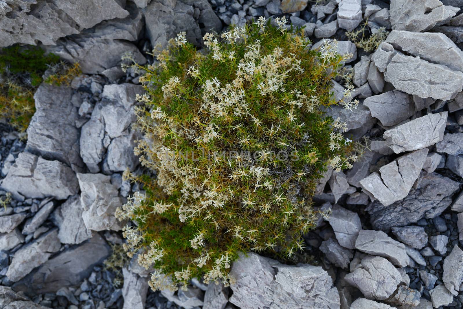 When found such a beautiful wild bush among the stones