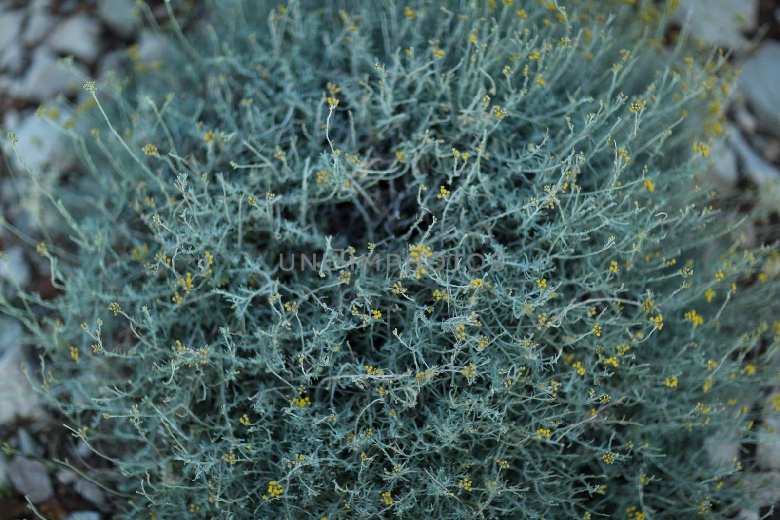 Matte green bush among gray stones by tema_rebel