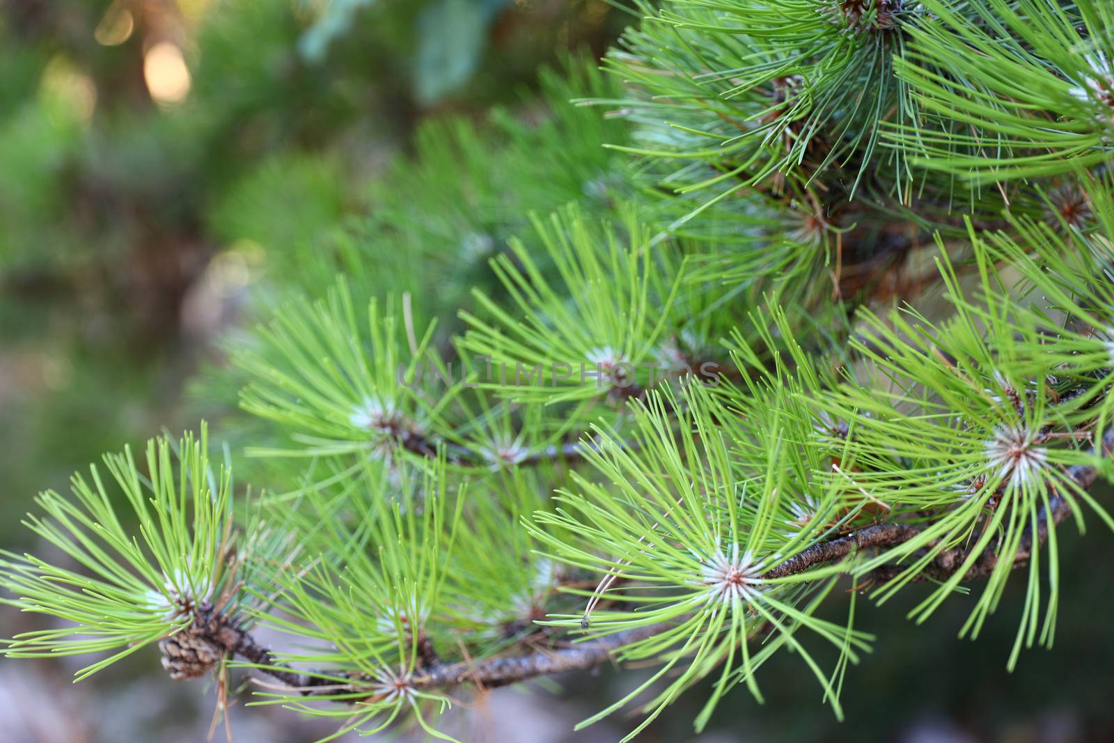 Needles of a scotch fir