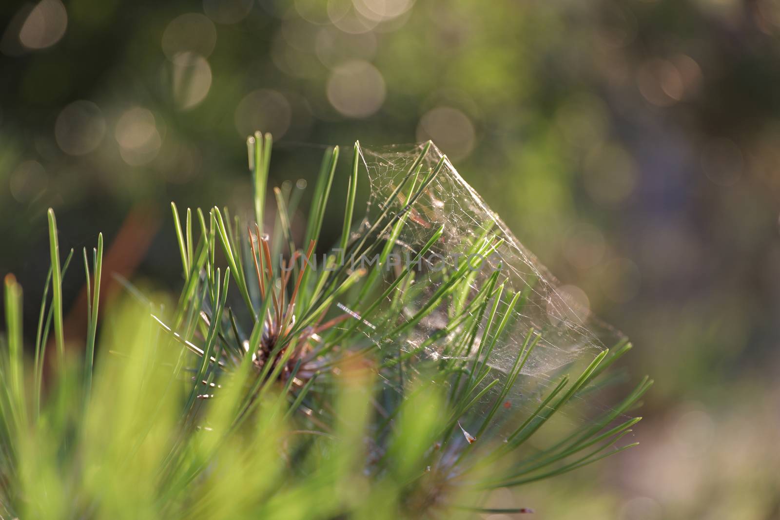 Macro cobweb in the green grass