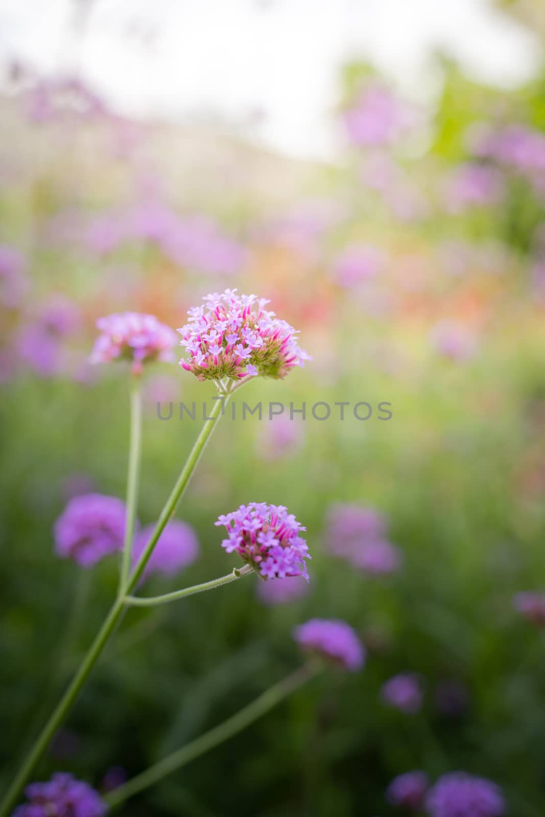 The background image of the colorful flowers by teerawit