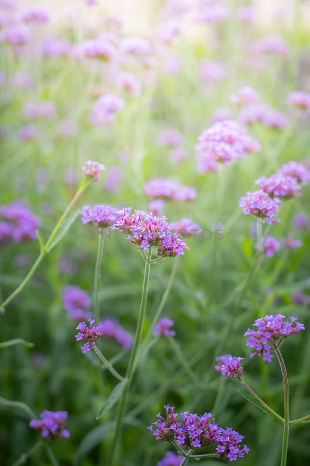 The background image of the colorful flowers by teerawit