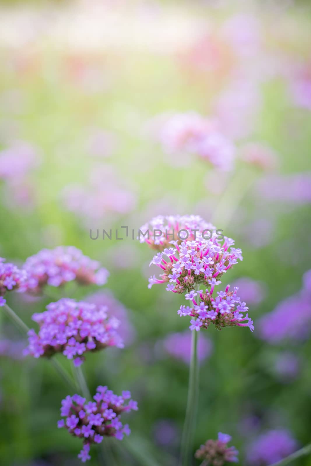 The background image of the colorful flowers by teerawit