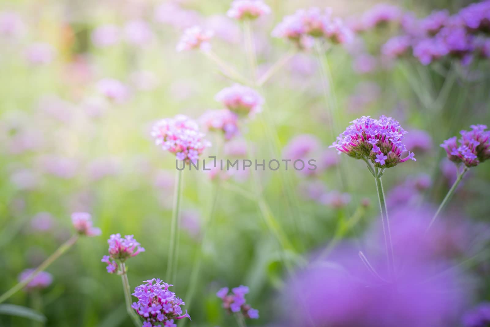 The background image of the colorful flowers by teerawit