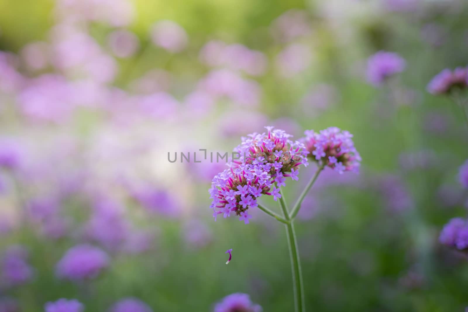 The background image of the colorful flowers by teerawit